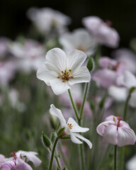 White Flowers of Geranium Maderense, giant herb-Robert or the Madeira cranesbill, in the family Geraniaceae, Macro Photography
