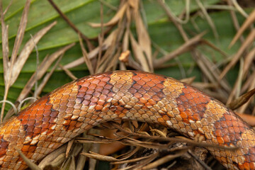 A corn snake (Pantherophis guttatus) in the woods in southwest Florida
