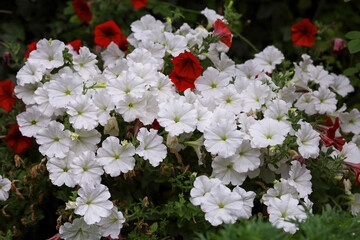 Fototapeta premium White, red flowers of surfinia (ampelous petunia). Spring flowers. Floral postcard with surfinia. Garden, seasonal gardening. White and red surfinia blossom. White bloom of surfinia (ampelous petunia)