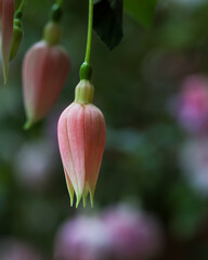 Selective focus of blooming Fuchsia magellanica, commonly known as the hummingbird fuchsia or hardy...