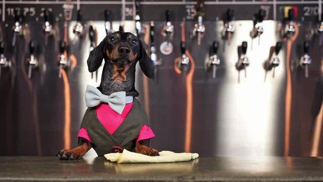 Dachshund dressed in bartender costume stands at bar ready to serve guests. Animal with bowtie and vest greets visitors with friendly yap