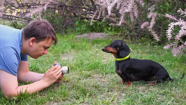 Man adjusts camera settings to take photo of dachshund. Male waits for perfect moment to capture purebred dog sitting by blooming bush