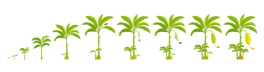 Growth stages of banana palm tree. Growing stages. Vector Illustration. Progression life cycle. - 791213427