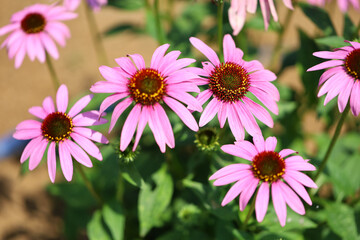 Obraz premium Echinacea purpurea, the eastern purple coneflower, purple coneflower, hedgehog coneflower, or echinacea in nature 