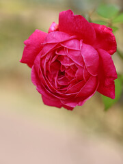 Beautiful roses in garden, roses for Valentine Day. Close up of red roses 
