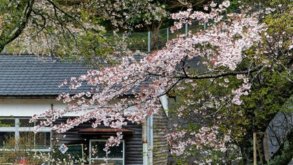 廃止された小学校の分校に咲く桜 - obrazy, fototapety, plakaty