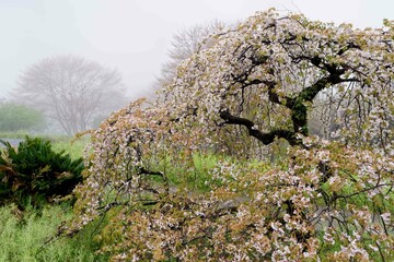 山霧に包まれて咲く満開の桜