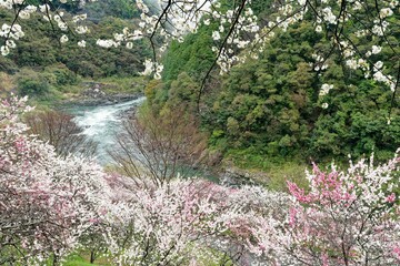 仁淀川渓谷に咲く桜と花桃の花