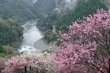 仁淀川渓谷に咲く花桃の花