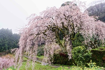 雨天の中咲く満開の枝垂れ桜