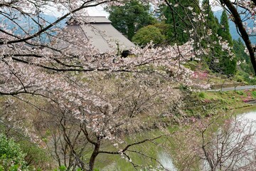 山里に咲く満開の桜