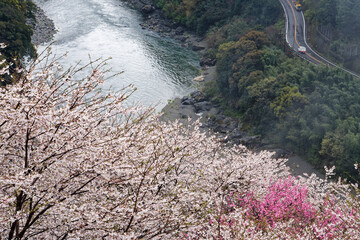 Naklejka na ściany i meble 仁淀川渓谷に咲く満開の桜