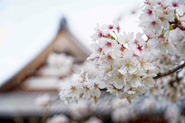 寺院と満開の桜