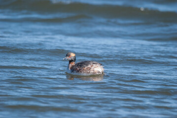 Horned Grebe in the surf