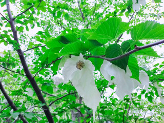 新緑の森に咲く白いハンカチの木
