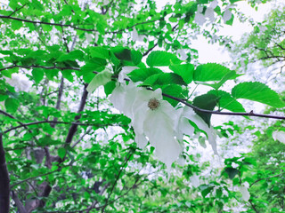新緑の森に咲く白いハンカチの木
