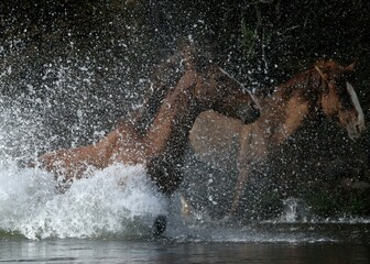 Wild Stallions Making a Splash