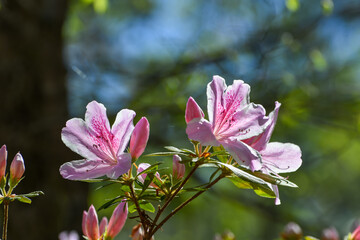 Spring Flowers, End of March, Blooming Flowers, Lake Martin, Alabama - Pink Azalea, George L. Tabor Azalea, Rhododendron indicum 'George L. Tabor'