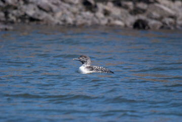 Common Loon in the surf
