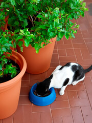 Cat eating from blue bowl