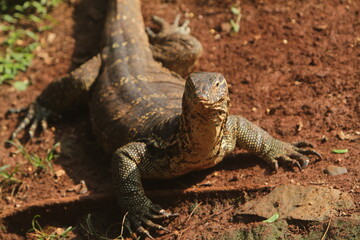 a salvator lizard was sunbathing on the ground