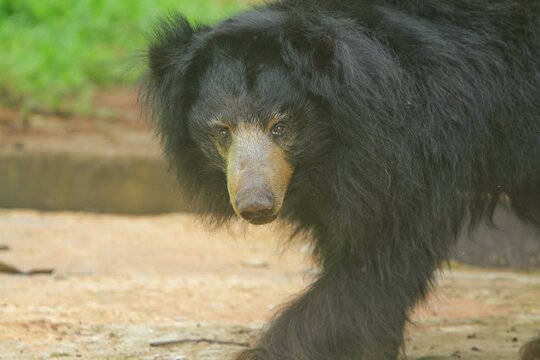 portrait of a sunbear with fluttering feathers