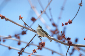 Tiny Ruby Crowned Kinglet perched in a tree