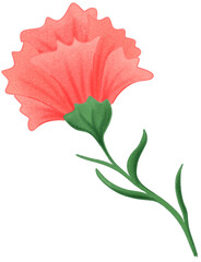 red carnation