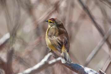 Migratory Palm Warbler in a tree