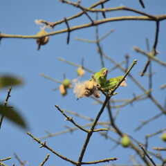 Fauna Flora Alimentos Cotidianidad Panoramicas Murales