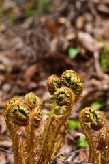 野に生えるオニコゴミ