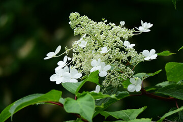 山に咲くノリウツギ
