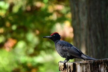 切り株のクマゲラ
