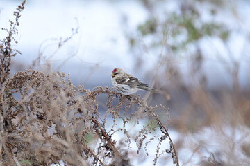 晩秋のベニヒワ