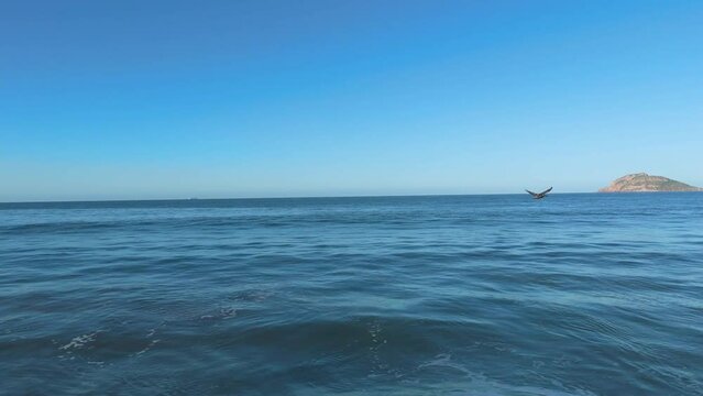 A breathtaking aerial tour captures the graceful flight of a pelican skimming the surface of the ocean, gliding over majestic waves on a serene morning in Mazatlan.
