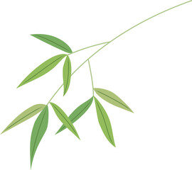Branch of bamboo leaves