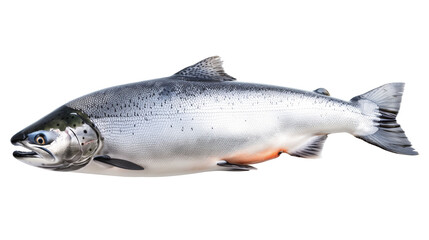 Atlantic ocean salmon fish isolated on white background