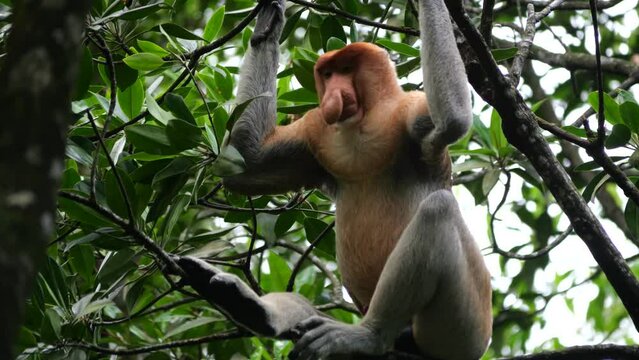 An adult male proboscis monkey (Nasalis larvatus)alpha male is enjoying sitting on a tree. Proboscis monkeys are endemic to the island of Borneo, which are scattered in mangroves, swamps and coastal.
