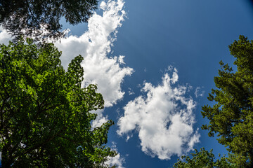 blue sky background with white clouds and green trees