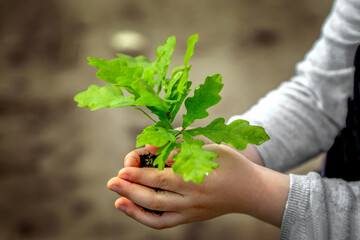 Naklejka na ściany i meble In children's hands holding an oak seedling with soil against the sky
