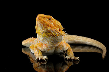 bearded dragon red hypo, the whole body of the lizard, front view of bearded dragon lizard, Pogona...
