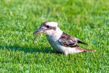 Laughing Kookaburra visiting in the backyard