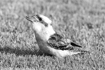 Laughing Kookaburra on the grass in monochrome