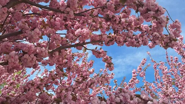 Pink cherry blossoms. Blooming flowers of sakura tree. Prunus Kanzan - Prunus serrulata Kanzan. syn. Prunus lannesiana Kanzan, Cerasus Sato-zakura Group Sekiyama Koidz, Kwanzan or Sekiyama is a