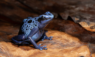 Nature's Vivid Warning: An Up-Close Encounter with the Vibrant and Potentially Dangerous Blue...