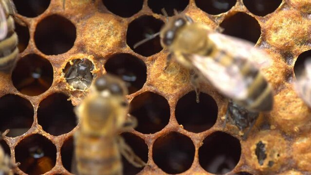 A Honey Bee Being Born. The brood nest. The pupa reaches the state from which the adult bee will emerge from the capped cell