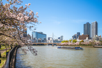 Kema Sakuranomiya Park and Kawasakibashi bridge with cherry blossom in osaka, japan