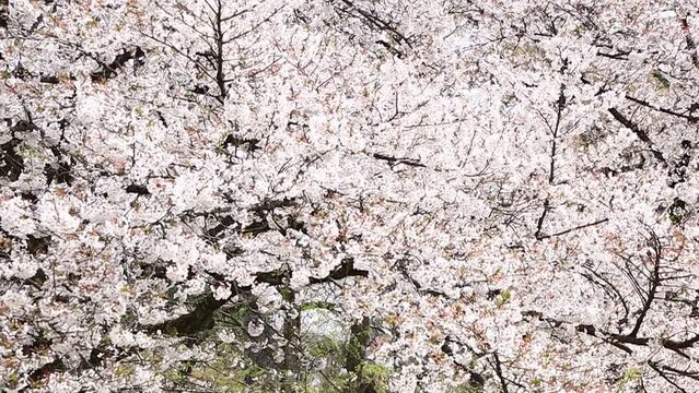 桜　花びら　スロー　風に吹かれて揺れる　イメージ	