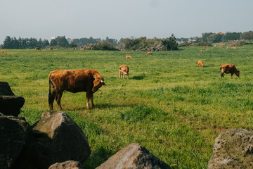 Farm animals on a green field on a sunny day. White horses and orange cows on a farm eating grass.