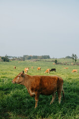 Farm animals on a green field on a sunny day. White horses and orange cows on a farm eating grass.